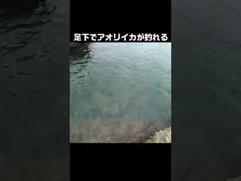 エギを水面ギリギリで漂わせると… #shorts #釣り #エギング #アオリイカ
