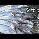 太刀魚【タチウオ釣り】完全に腐ってるサンマで釣りしてみたら感動した。