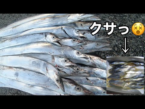太刀魚【タチウオ釣り】完全に腐ってるサンマで釣りしてみたら感動した。