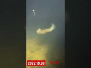 【ハゼ釣り】イソメをガブリと食う水中映像【横浜市】#shorts