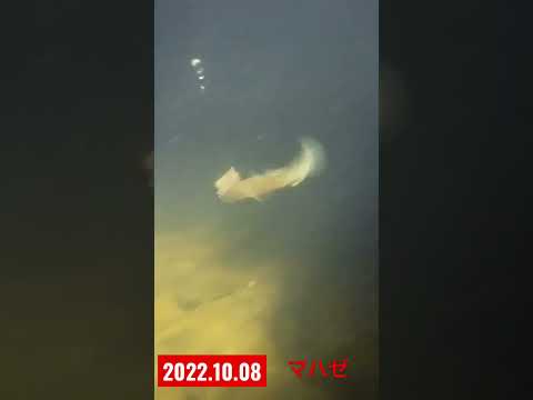 【ハゼ釣り】イソメをガブリと食う水中映像【横浜市】#shorts