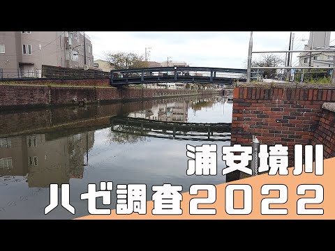 【 千葉県 ハゼ釣り ポイント 】浦安 境川 ハゼ調査 2022年10月【汽水の小物釣り】