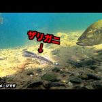 【バス釣り】秋は巻物ルアーの季節らしいが『ザリガニ』の方が釣れる説立証！