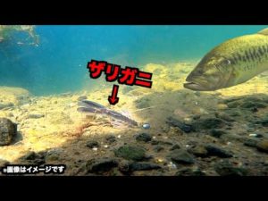 【バス釣り】秋は巻物ルアーの季節らしいが『ザリガニ』の方が釣れる説立証！
