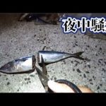 冷凍鯖の半分を堤防の先端から落としたら化物出てきて夜中騒然・・・
