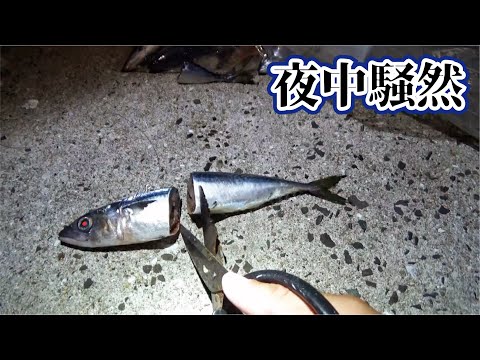 冷凍鯖の半分を堤防の先端から落としたら化物出てきて夜中騒然・・・