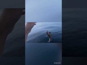 煮干しで魚は釣れますか？おまけ付き#shorts #釣り