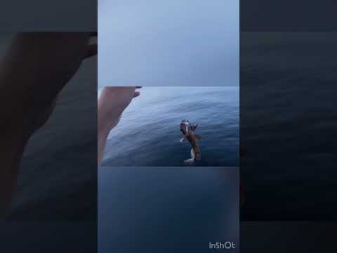 煮干しで魚は釣れますか？おまけ付き#shorts #釣り