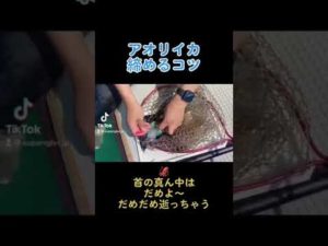 イカを瞬間締め！#shorts #釣り #アオリイカ #締め方