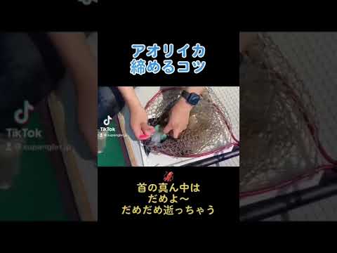 イカを瞬間締め！#shorts #釣り #アオリイカ #締め方