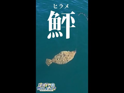 立派なヒラメが釣れました #shorts  #釣り #海釣り