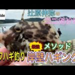 堤防からカワハギ釣り岸壁ハギング#shorts