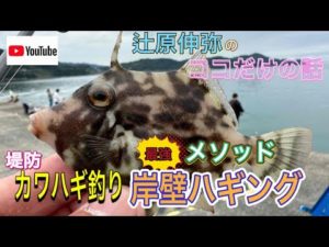 堤防からカワハギ釣り岸壁ハギング#shorts