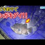 【奇跡の神業】アジ釣り用のサビキでイシガキダイを釣る男！