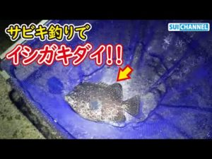 【奇跡の神業】アジ釣り用のサビキでイシガキダイを釣る男！