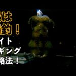 【夜エギング】アオリイカがポンポン釣れる！？初心者向けは夜釣り！常夜灯の真下にイカいます