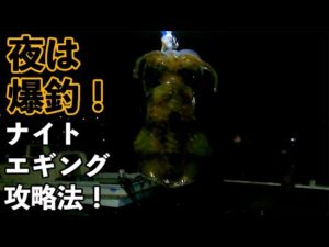 【夜エギング】アオリイカがポンポン釣れる！？初心者向けは夜釣り！常夜灯の真下にイカいます