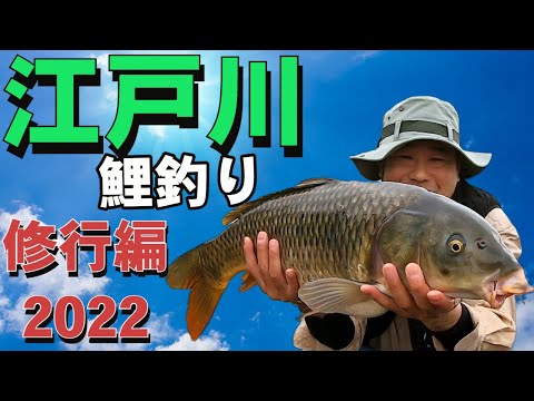 江戸川鯉釣り修行編2022！！
