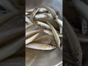 おいらの〜本日の釣りの戦利品