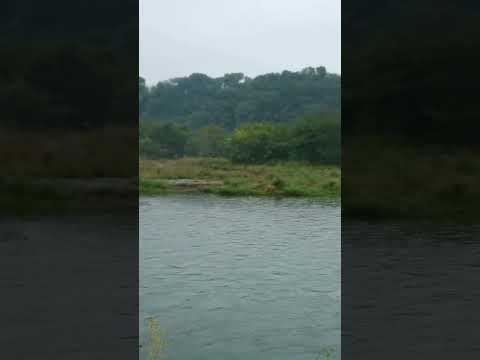 【鮎釣り】2022.10.17相模川葉山島の状況#shorts