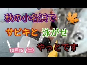 いわきで秋のサビキと泳がせ釣り　やっとです