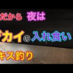 秋だから夜はデカイの入れ食いなキス釣り 知多半島
