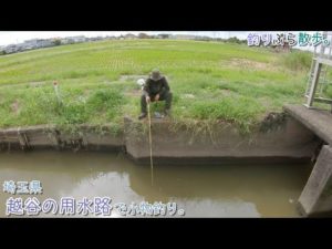 埼玉県 越谷市付近の用水路で小物釣り。カフェオレ色の水路は入れ食いでした～♪ 次回は200回企画！