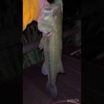 『PDチョッパーJr.跳ねSPで50UP』#PDチョッパー#バス釣り#ブラックバス#釣り#50UP#ZAPPU#俺達#秦拓馬