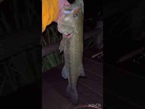 『PDチョッパーJr.跳ねSPで50UP』#PDチョッパー#バス釣り#ブラックバス#釣り#50UP#ZAPPU#俺達#秦拓馬