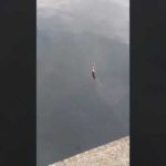 タナゴ釣りました