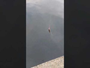 タナゴ釣りました