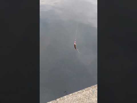 タナゴ釣りました