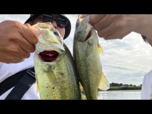 【茨城バス釣り】先輩たちとバス釣りで爆釣の1日！4人で30本！バス釣り【埼玉バス釣り】