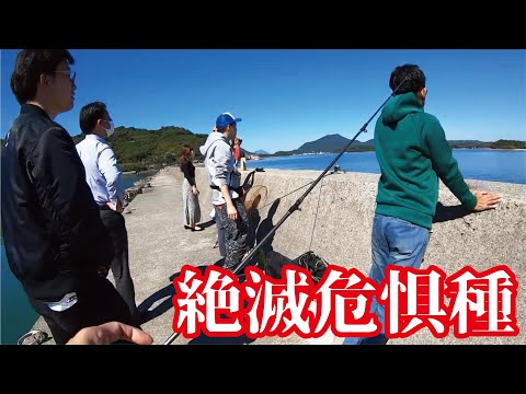 【絶滅危惧種】内定の決まった大学生と堤防で釣りをしていたら希少生物と遭遇【YouTube釣り大学】