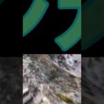 スズキの進化#shorts #釣り