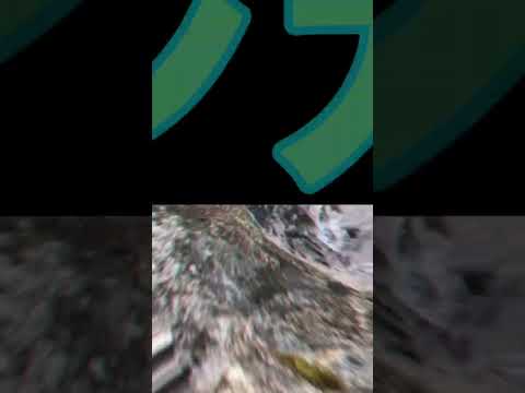 スズキの進化#shorts #釣り