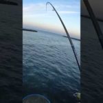 2022.9.28AM5:46 6匹目 北海道の鮭釣りVLOG #アキアジ #北海道の釣り #鮭釣り