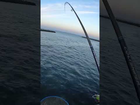 2022.9.28AM5:46 6匹目 北海道の鮭釣りVLOG #アキアジ #北海道の釣り #鮭釣り