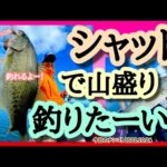 【今日のナンコ！2022.10.24】シャッドで山盛り釣りたい！【琵琶湖バスガイド】