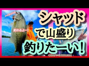 【今日のナンコ!2022.10.24】シャッドで山盛り釣りたい!【琵琶湖バスガイド】