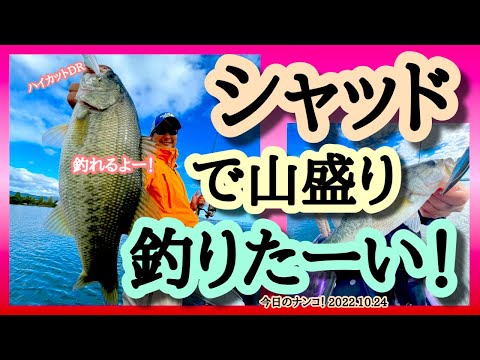 【今日のナンコ！2022.10.24】シャッドで山盛り釣りたい！【琵琶湖バスガイド】