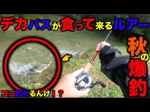 【バス釣り】秋にデカバスがボッコボコ!やっぱりこのルアー凄い!