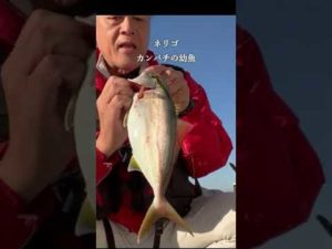 後編「色々な魚のお土産」ができる釣り！！お！よく引くな！