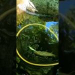 渓流釣りだから見ることのできる景色ってあるよね。