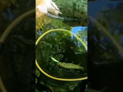 渓流釣りだから見ることのできる景色ってあるよね。