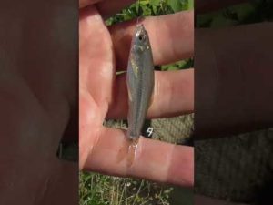 【釣りぶら散歩。】埼玉県の良い感じの水路で小物釣り。【淡水】#shorts