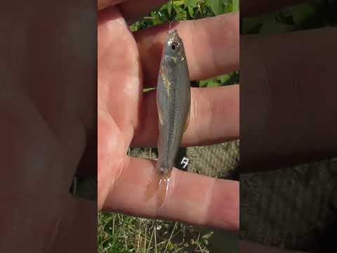 【釣りぶら散歩。】埼玉県の良い感じの水路で小物釣り。【淡水】#shorts