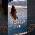 とある日の能登釣り遠征 #shorts