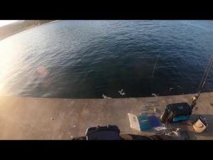 【釣り】2日連続釣れる？  [対象: シーバス: 22/10/28① 岩手・OS漁港]【爆釣→メン限化】