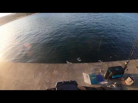 【釣り】2日連続釣れる？  [対象: シーバス: 22/10/28① 岩手・OS漁港]【爆釣→メン限化】